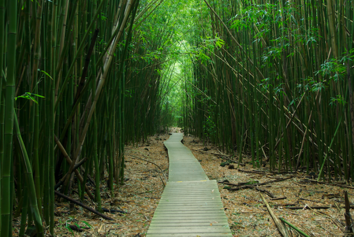 A walk through a bamboo forest