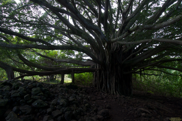 A huge tree on the way up to Waimoku Falls