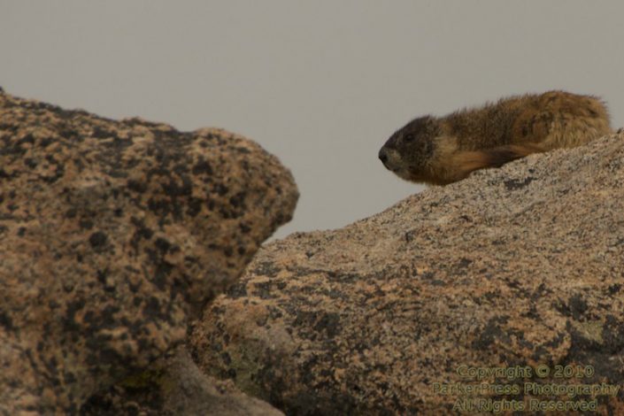 A marmot at the VERY top of the mountain